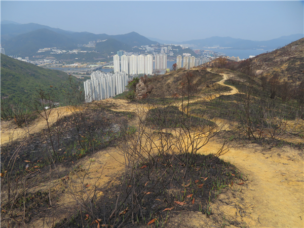 鹿巢山火劫後護苗齊行動