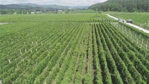 【醫華夏耀】王學斌: 打出振興中醫藥產業組合拳 龍江道地藥材耀眼「藥博會」