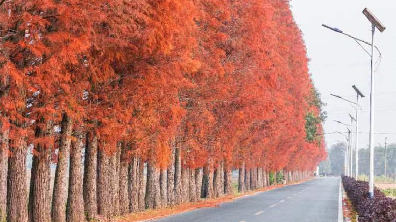 廣東仁化落羽杉「換紅裝」 進入最佳觀賞期