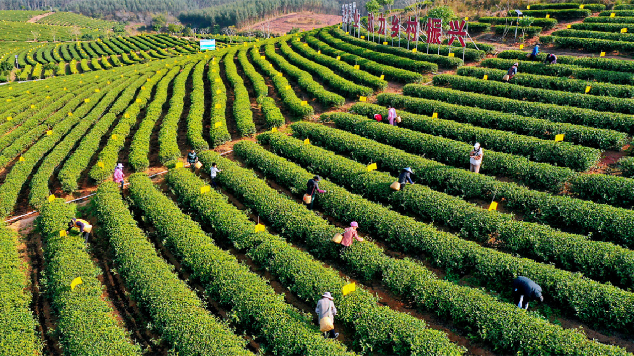 桂靈山早春茶開釆