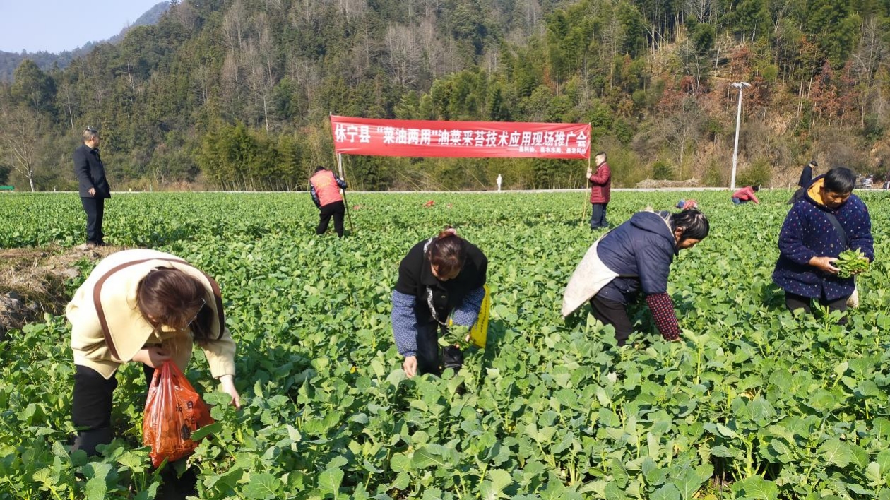 產值望翻番 皖休寧小油菜種出「新花樣」