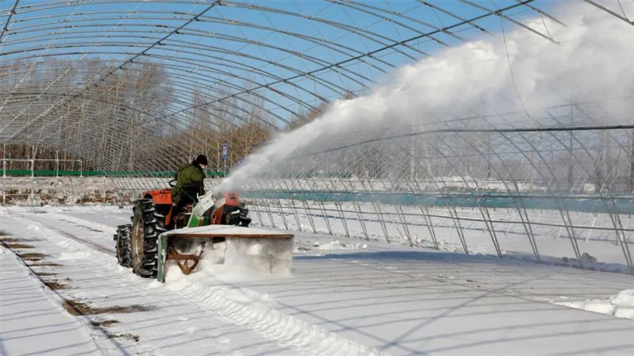 北大荒股份友誼分公司全面掀起大棚清雪、扣棚工作高潮