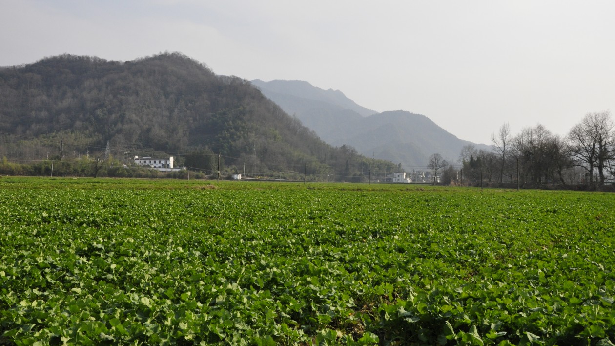 皖黟縣：美溪深推「田長制」守住「田飯碗」