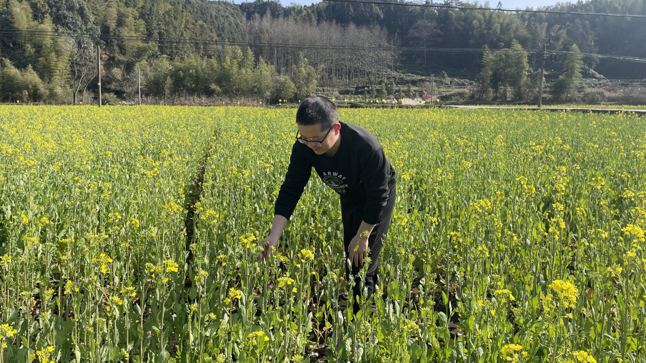 增色千年古鎮  皖黟縣漁亭鎮油菜花成「黃金花」