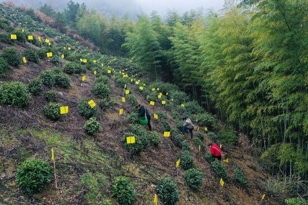 皖徽州區：富溪茶園隱雲上  綠美經濟促振興