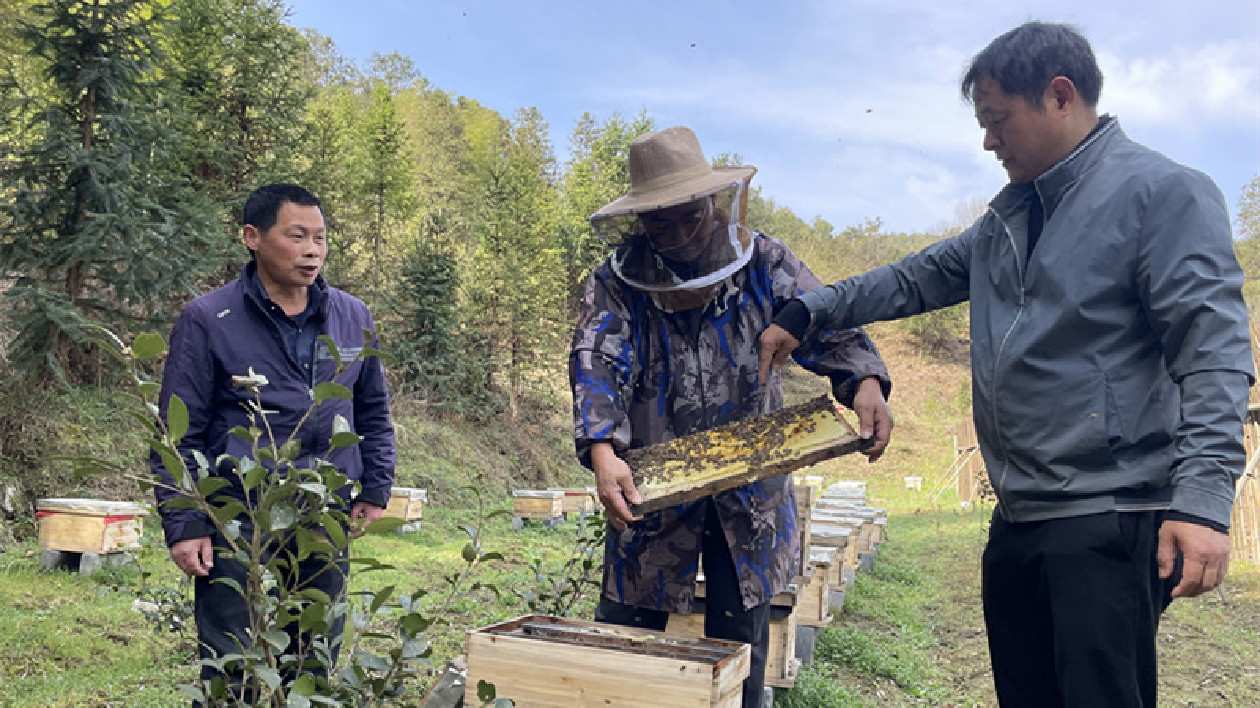 皖黟縣：人大代表擔使命  助力山鄉致富夢