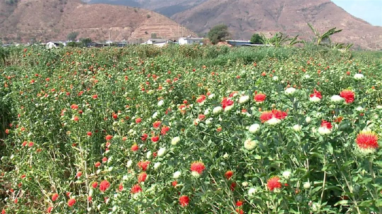 雲南鶴慶：小紅花鋪就民族團結進步幸福路