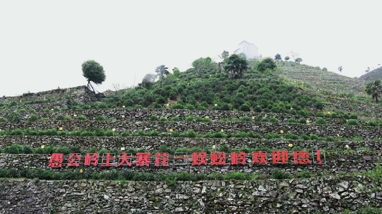 安徽黃山：歙南有白茶  問茶蜈蚣嶺