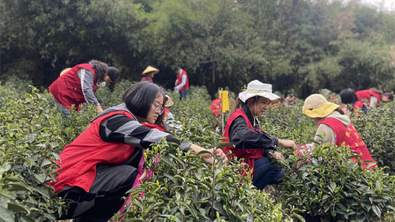 皖黟縣美溪鄉：「志願紅」化身「採茶工」