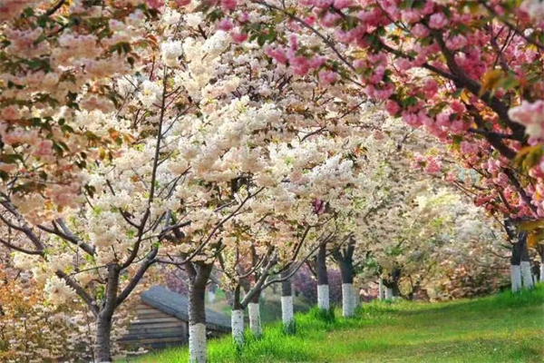 櫻花為媒——2023第十五屆中國大連（旅順）國際櫻花節暨經貿投洽會隆重舉行