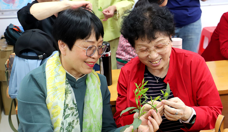 皖黃山區太平湖：採茶遊學正當時