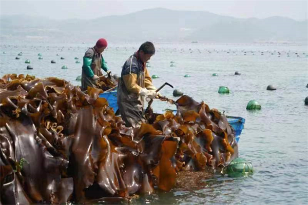 大連旅順海帶企業「知產」變「資產」