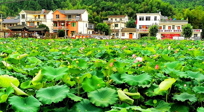 「亮點村」點亮共富路  皖祁門縣阔步迈向全域振興