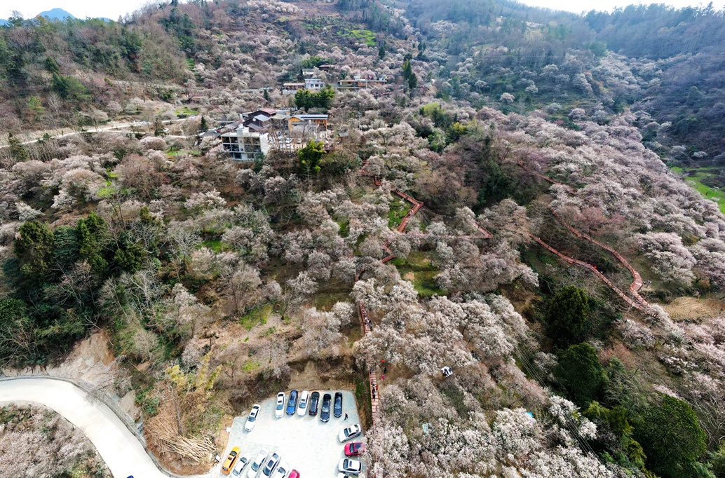 四川平武：萬畝果梅繪就特色農業產業發展四季錢景