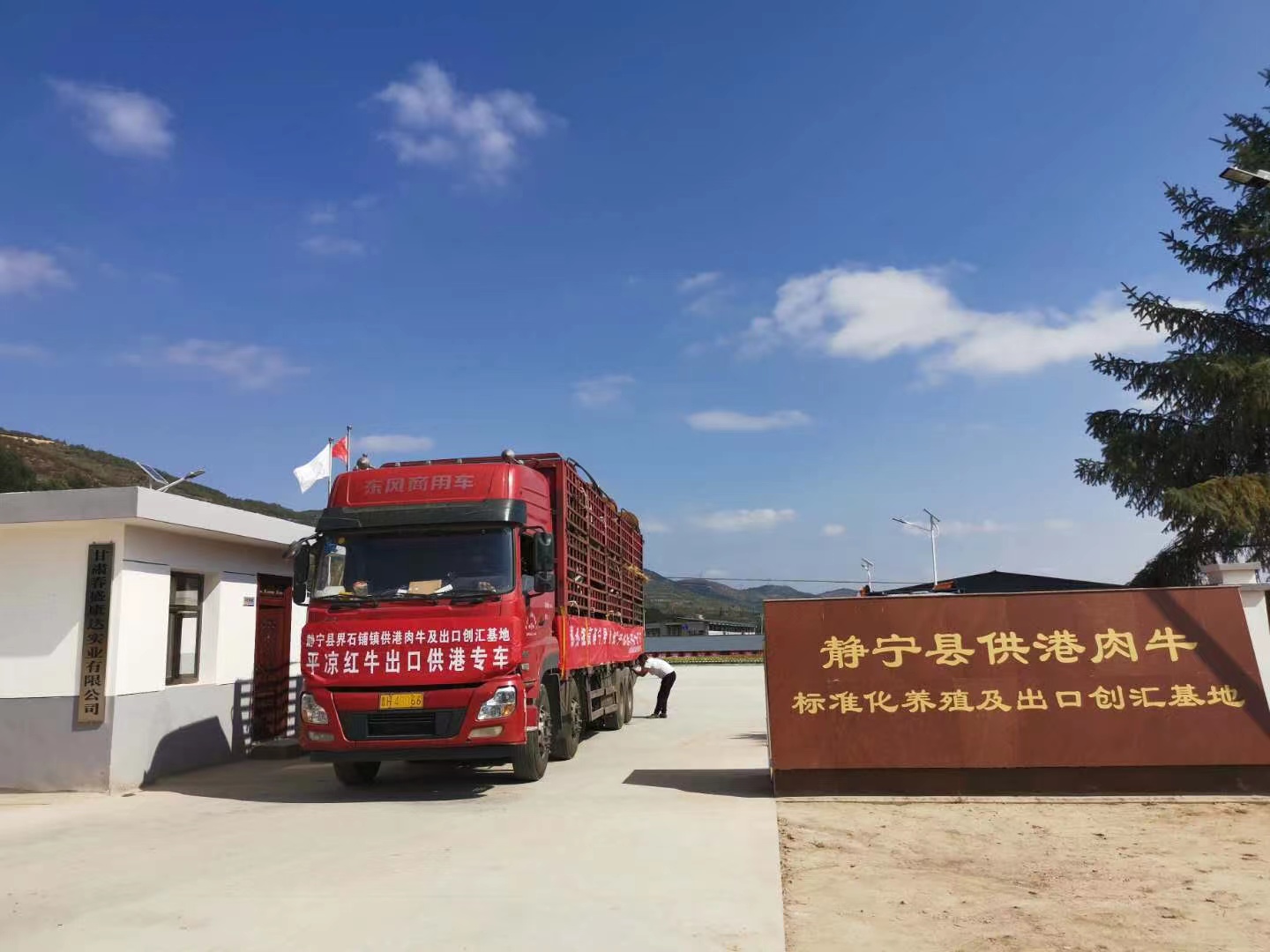 高質量發展甘肅篇丨「平涼紅牛」走俏港澳市場