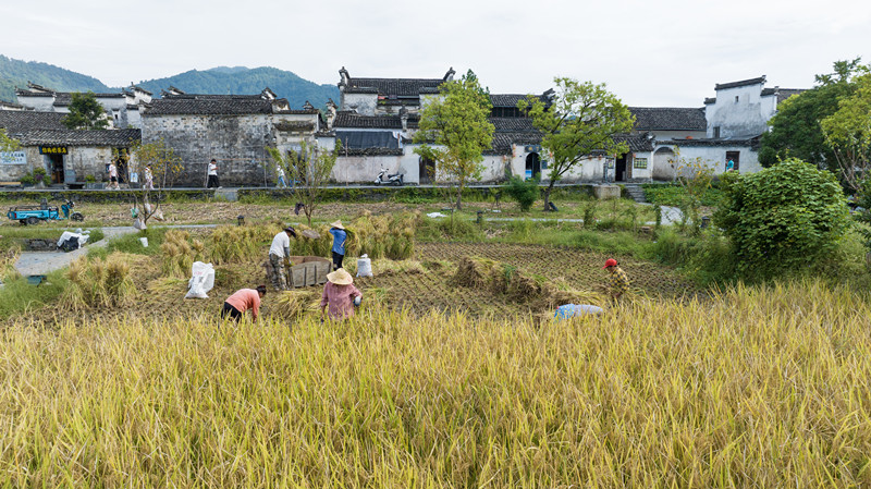 安徽西遞：古村「豐」景入畫