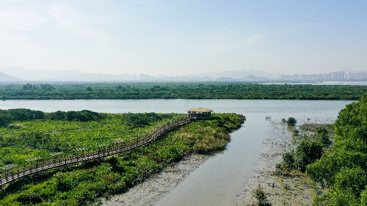 國際紅樹林中心正式落戶深圳 將舉全市之力推動中心建設