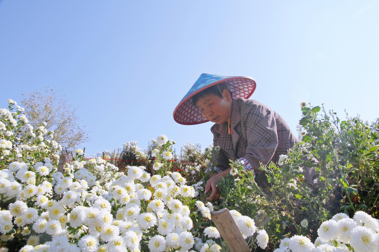 以供應鏈思維錦上添花  皖徽州區菊海花田「流金淌銀」