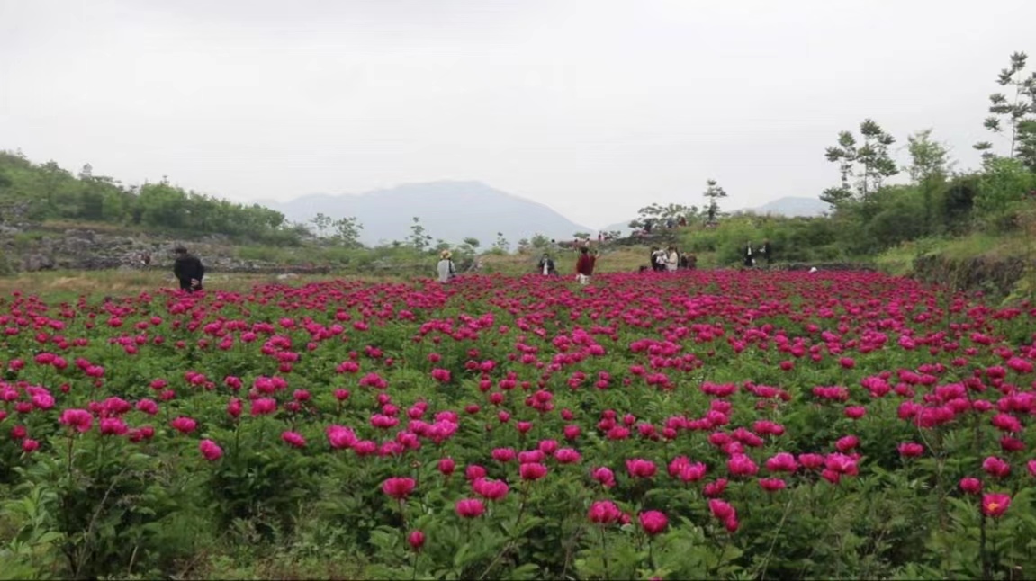 湖南邵東市：立足地域資源稟賦 打造中藥材特色產業