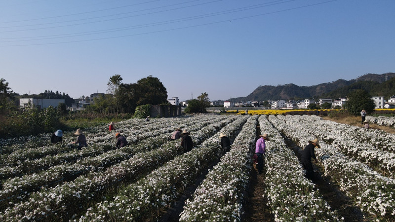 皖屯溪陽湖鎮：菊花基地好景色 紫阜滿園「致富花」