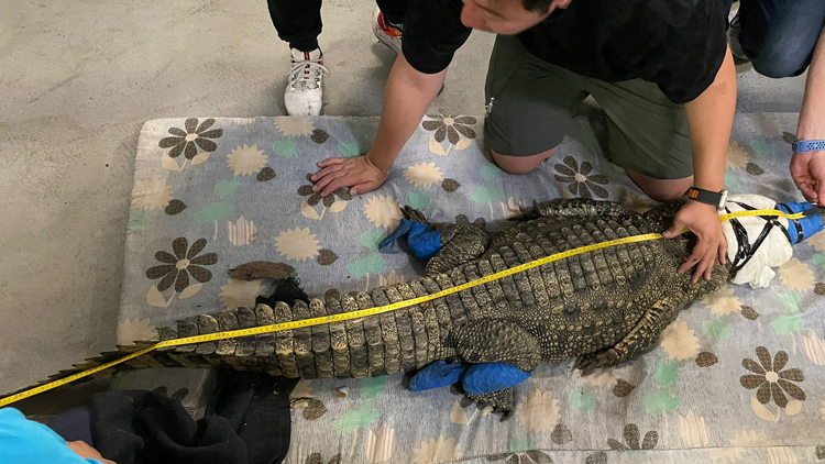 八鄉鱷魚加盟成動物保育大使 海洋公園舉辦新成員命名比賽