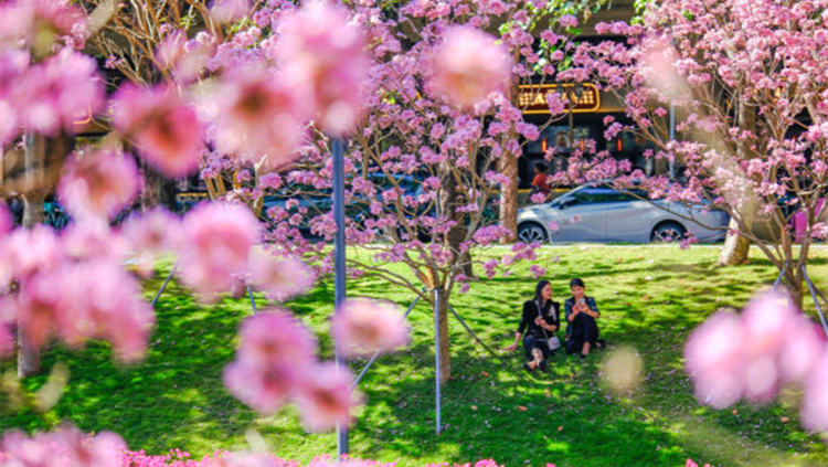 深圳：濃濃的春意綻放在枝頭，快來邂逅一處處浪漫的春日花海