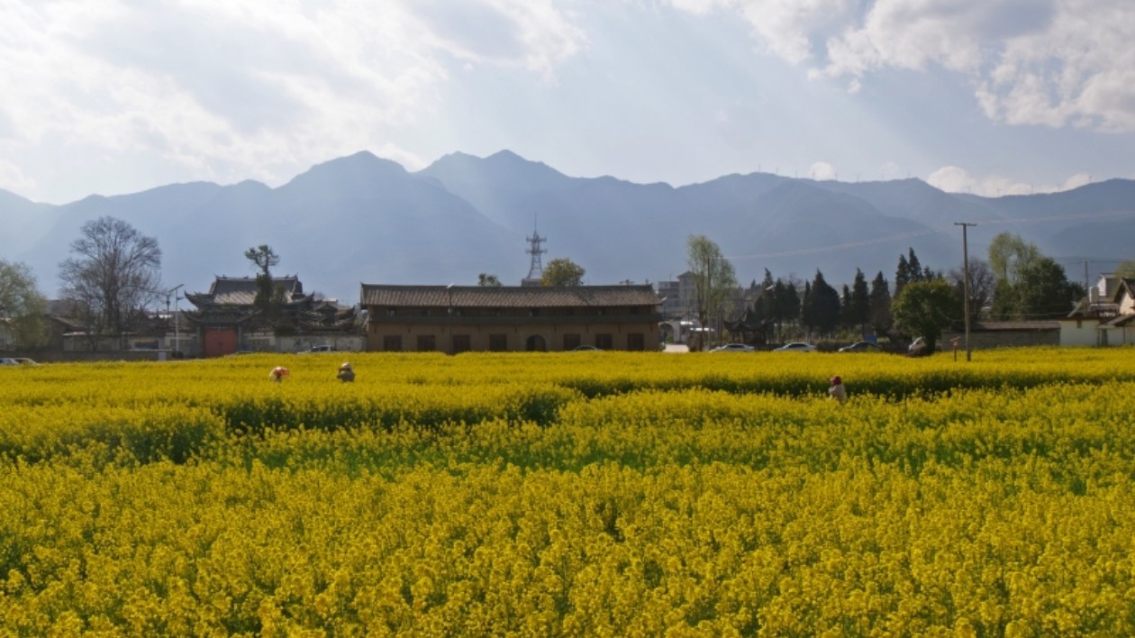 雲南鶴慶：「民族團結+農文旅融合」奏響新時代田園歡歌