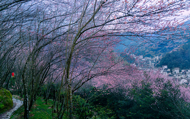 春訪歙縣賣花漁村：遇見「梅」好