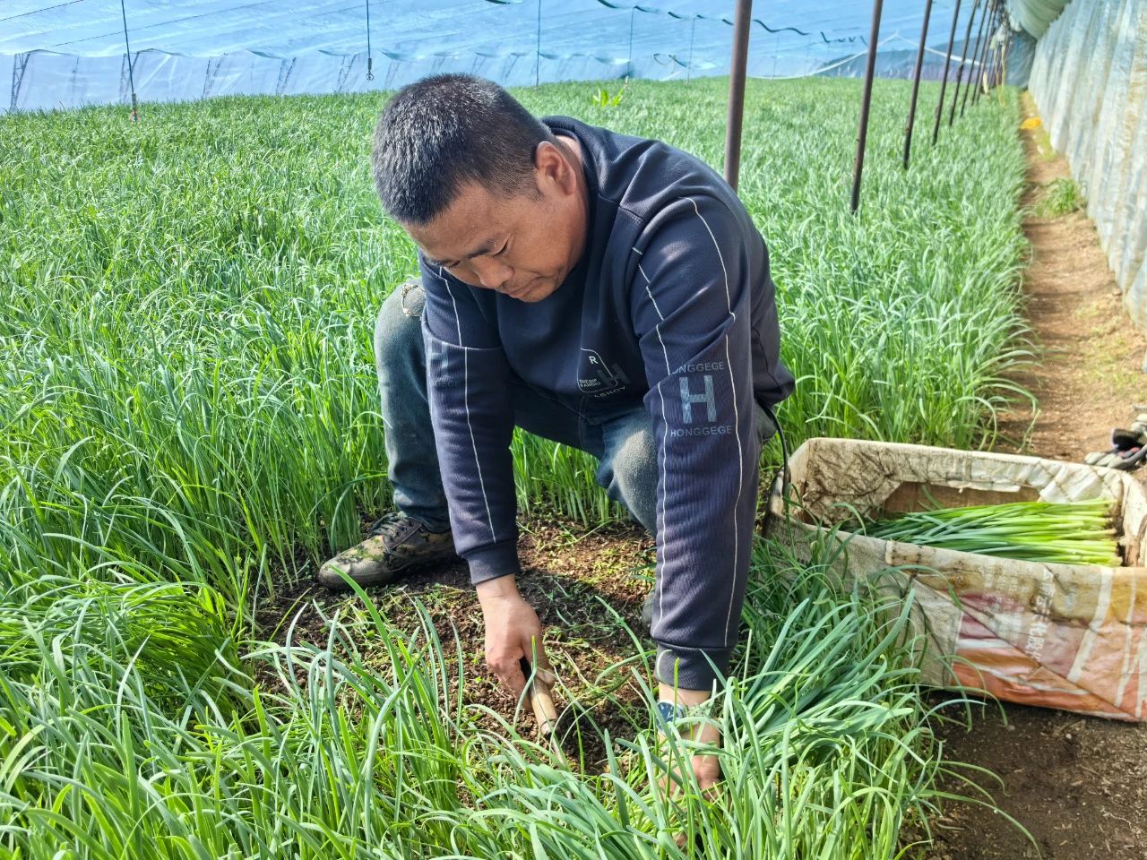 黑龍江寶清：頭茬韭菜搶「鮮」上市