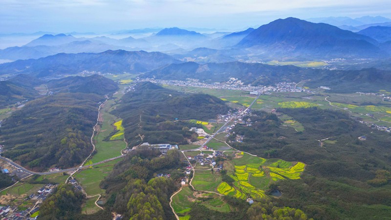  雷竹筍搶「鮮」上市   皖黃山區「竹業富民」見實效