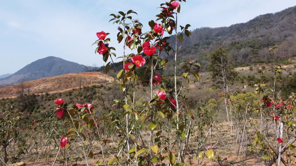 皖黃山仙源鎮：做強油茶產業 振興「弦歌」激揚