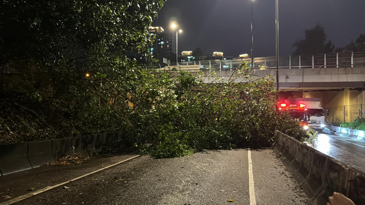 黃雨期間多區塌樹 香港仔石排灣道大樹壓的士3人一度被困