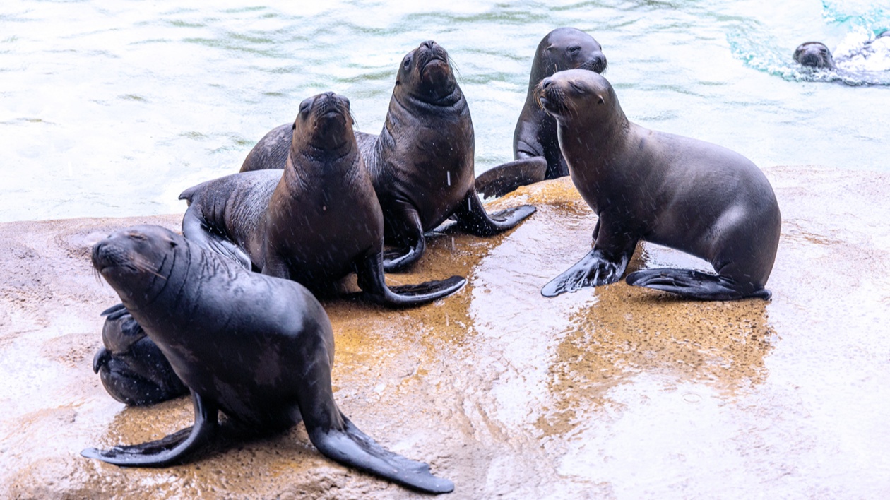 集萌趣和科普於一體  珠海長隆海獅海象寶寶見面會人氣爆棚