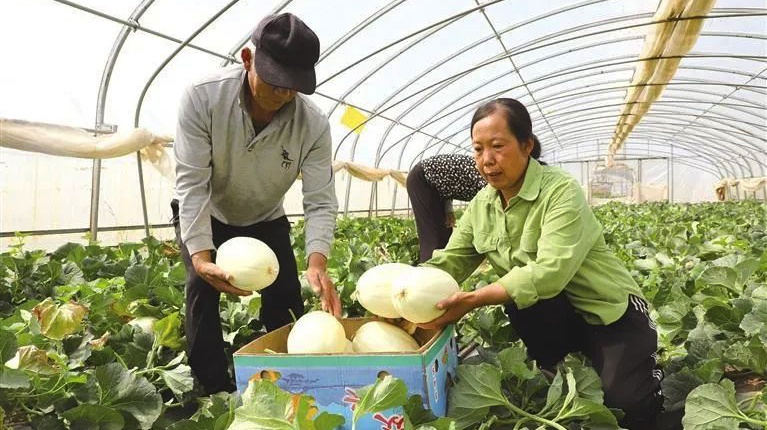 蘭州特色瓜果批量搶鮮上市