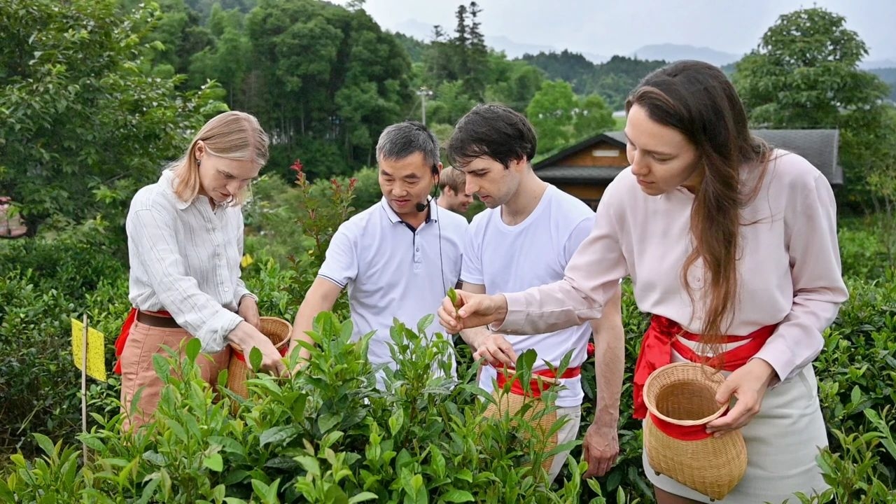 有片｜【大黃山365】「老外講故事 相約徽州」主題活動走進「中國紅茶之鄉」