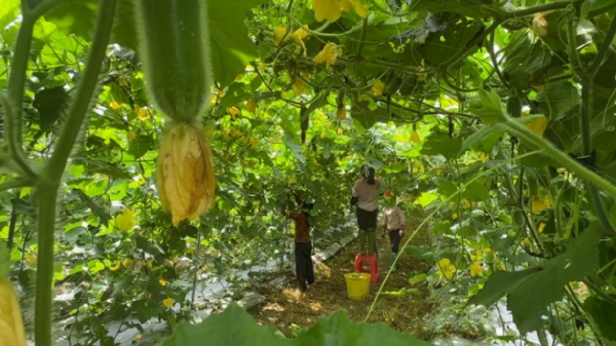 湖南江永：3000畝「菜籃子」迎來大豐收