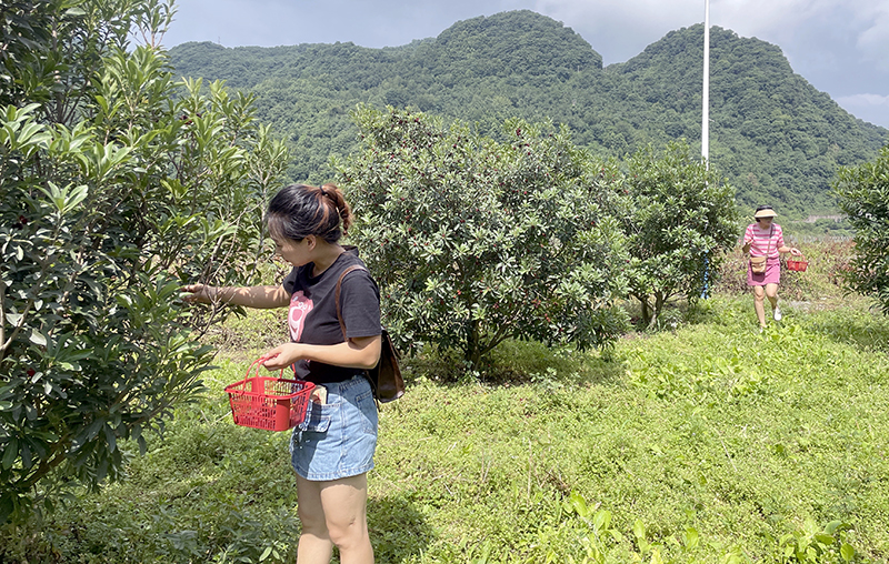 四川綿竹：繽紛夏日果飄香 「甜蜜」產業繪豐景