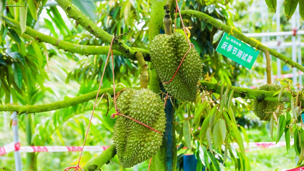 中國-東盟榴蓮產業研討會在三亞召開 助力國產榴蓮產業升級