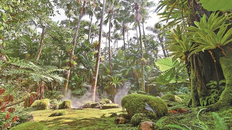 深圳：以仙湖為主體爭創國家植物園