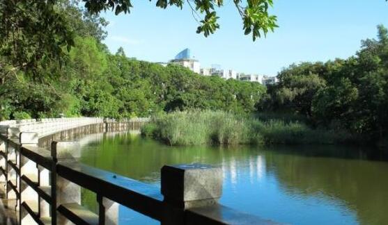 公園夜跑、露天電影、音樂會、夏日市集…… 這個夏天，在深圳公園一起「樂」動起來