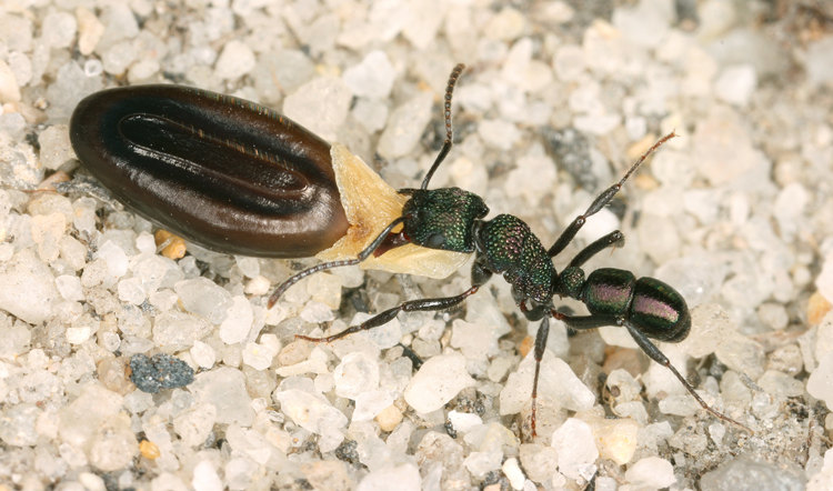 香港大學生態學家首錄全球螞蟻主要生物地理區域圖