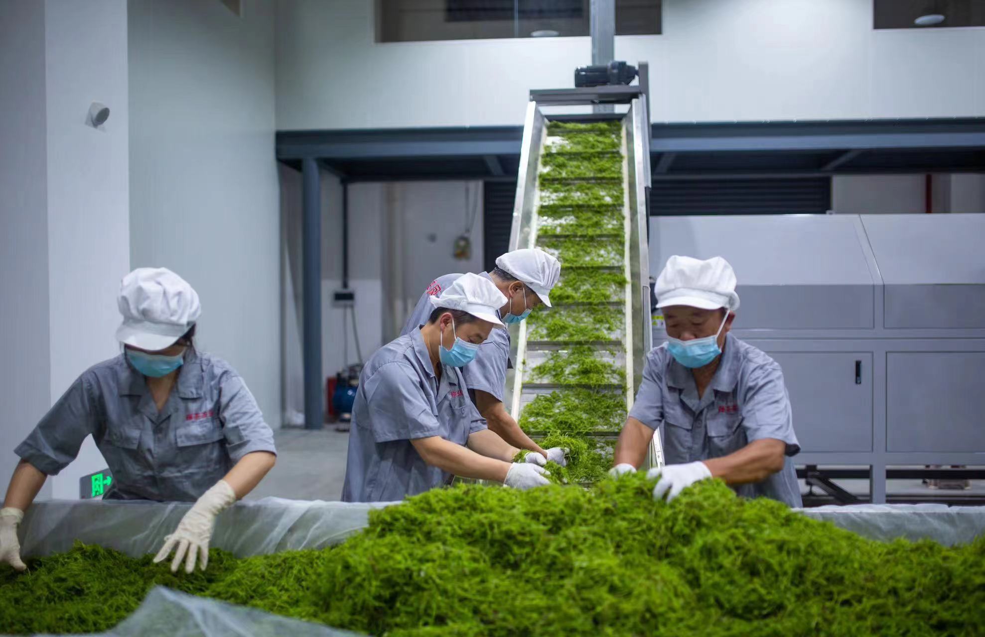 來鳳藤茶 「茗」揚四海 湖北來鳳擦亮藤茶「金字招牌」