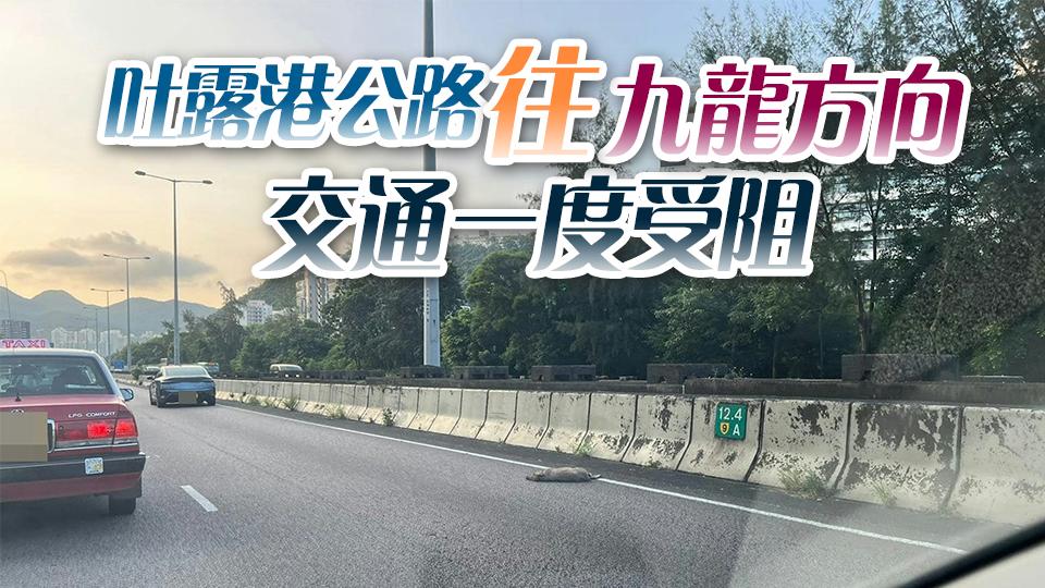 吐露港公路3頭野豬遭4輛私家車撞斃