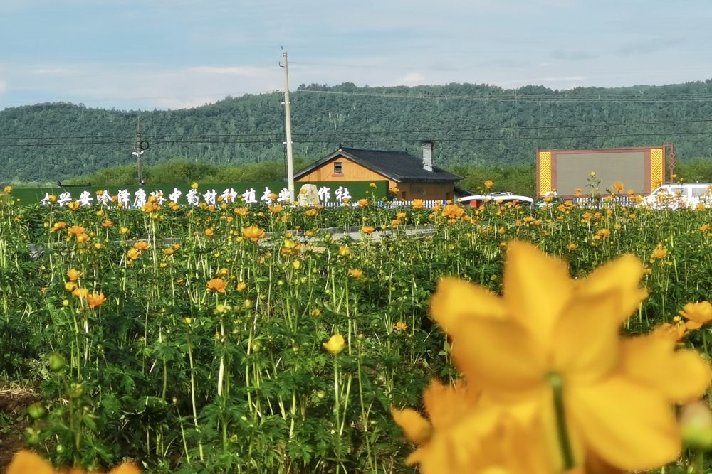 【寒地興安 龍藥領先】系列報道之四 大興安嶺地區：藥旅融合出彩出圈 賦能鄉村振興新路徑