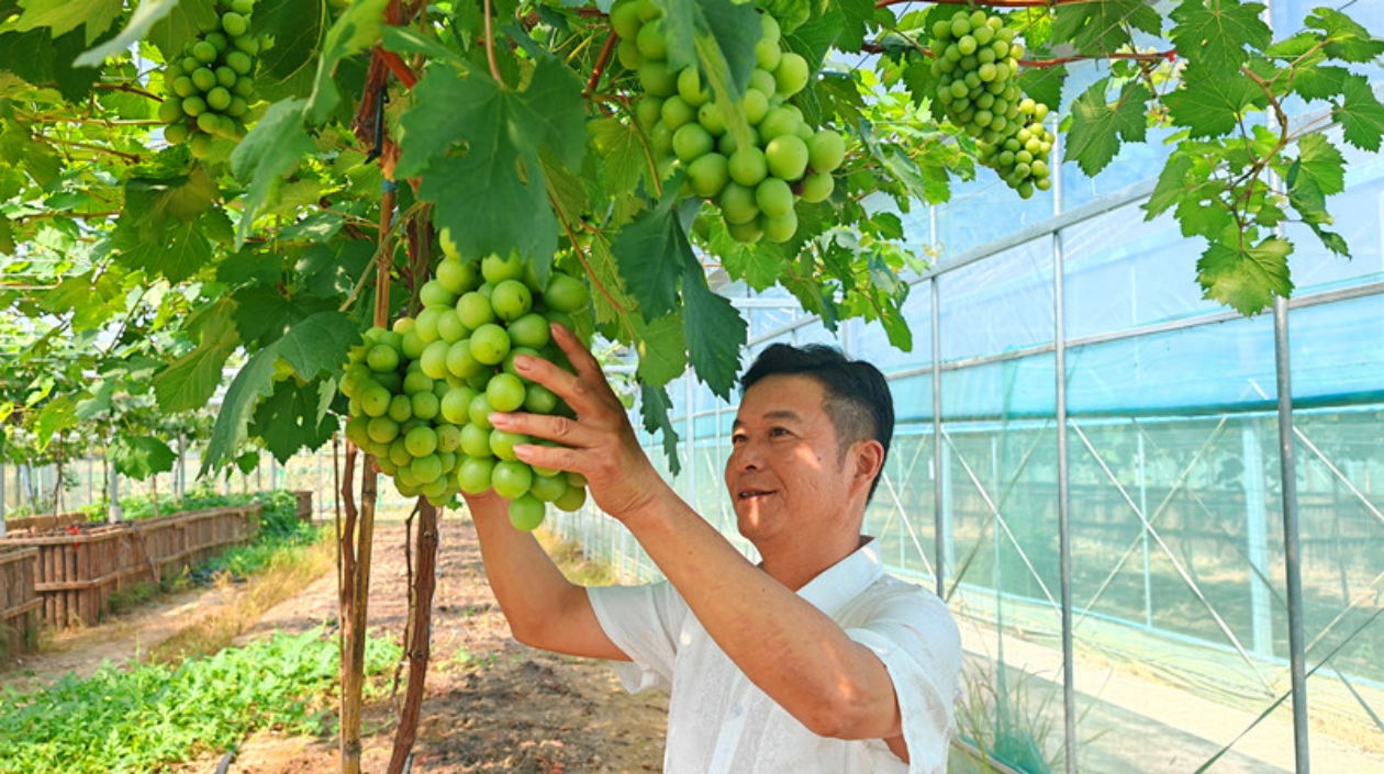 皖歙縣桂林鎮：葡萄基地果香飄 「一村一品」產業興