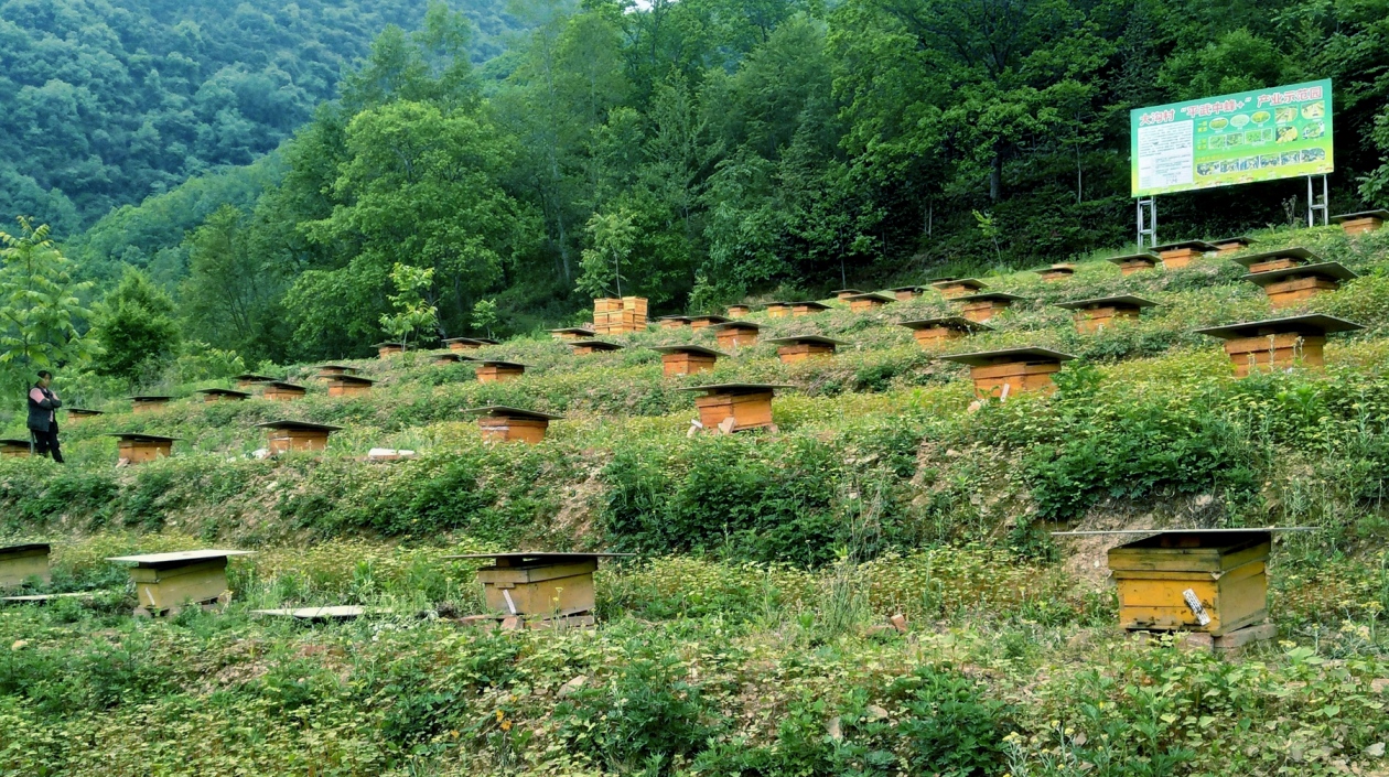 「中國中蜂之鄉」四川「平武蜂蜜」獲「國字號」質量認證