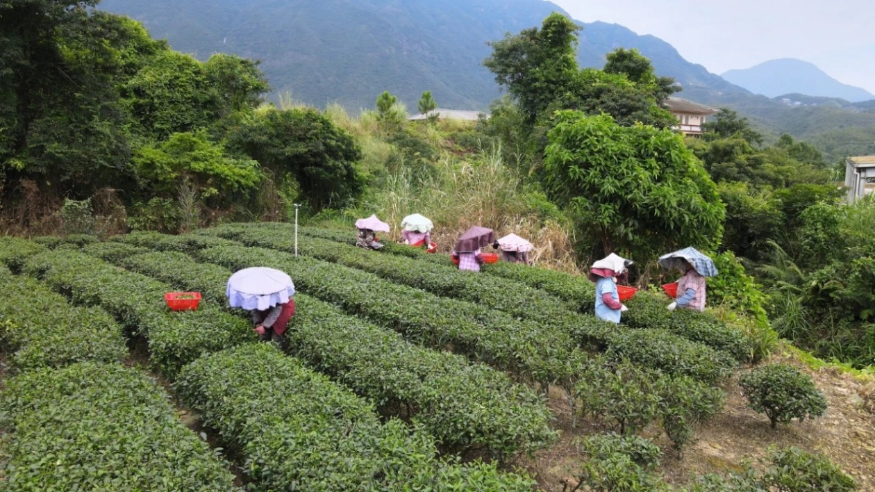 汕尾海豐蓮花山：秋茶忙採收 綠叢「黃金葉」