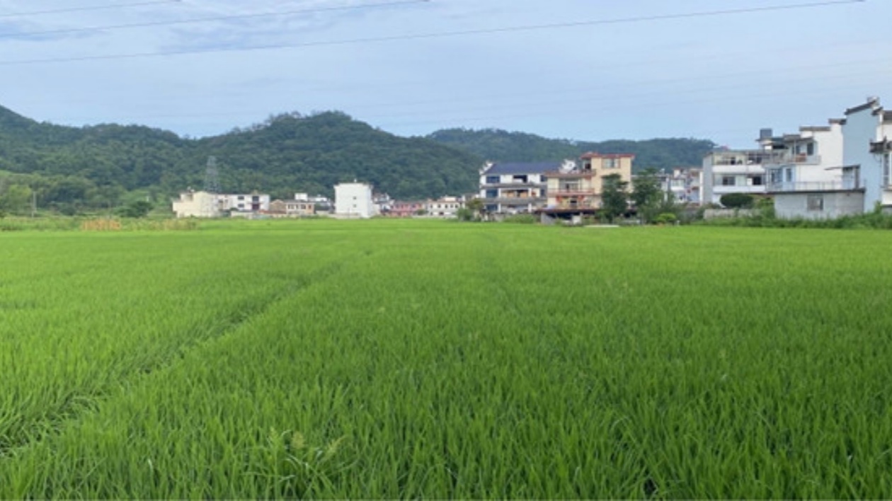 皖歙縣橫關產業園：乘「數」而上風生水起  「頂好王村」貨賣全球