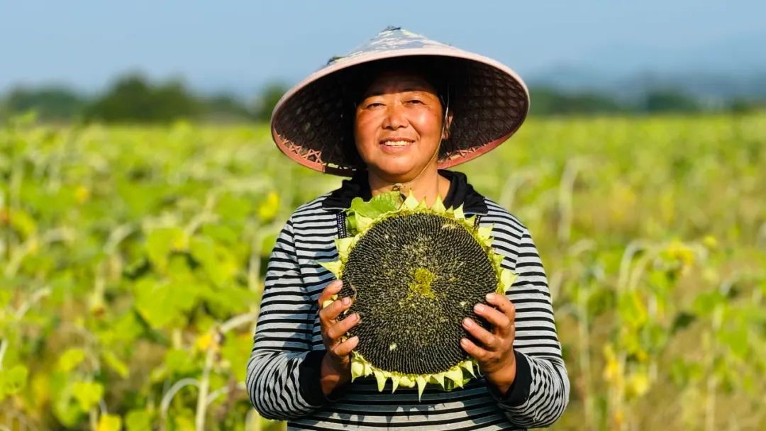 皖屯溪屯光鎮：漢沙油葵豐景好  村民遊客樂陶陶