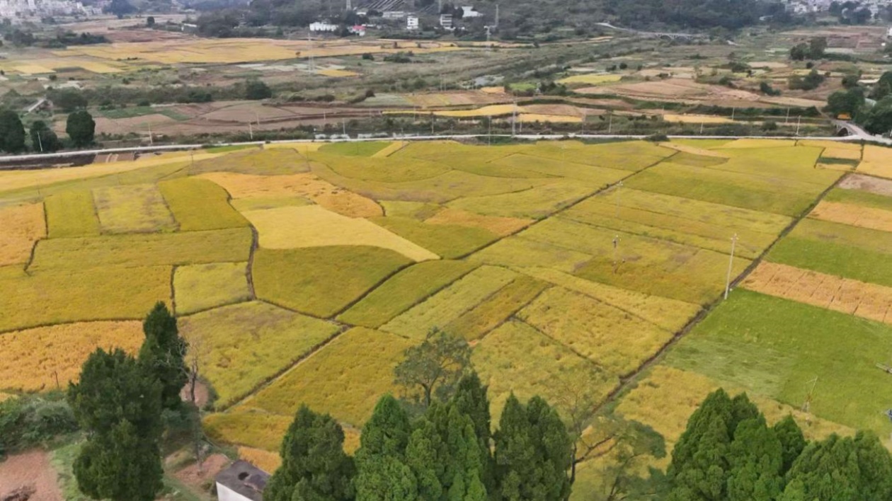 科技護航  東莞石排助力樂昌黃圃稻米產業升級